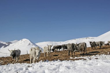 Kış mera üzerinde