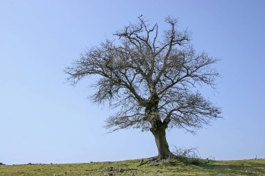 Tuscan kırsalında Yapraklı ağaç
