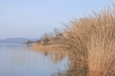 Göl Bolsena, sazlık