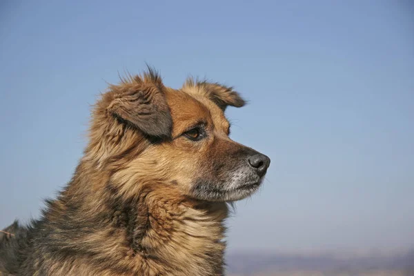 Karışık bir köpek portresi — Stok fotoğraf