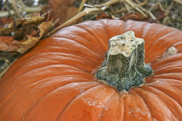 26/5000Detailed view of a pumpkin — Stock Photo, Image