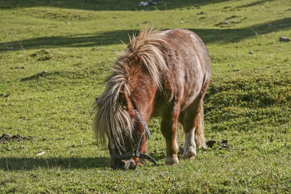 Étalon de poney sur une prairie verte — Photo
