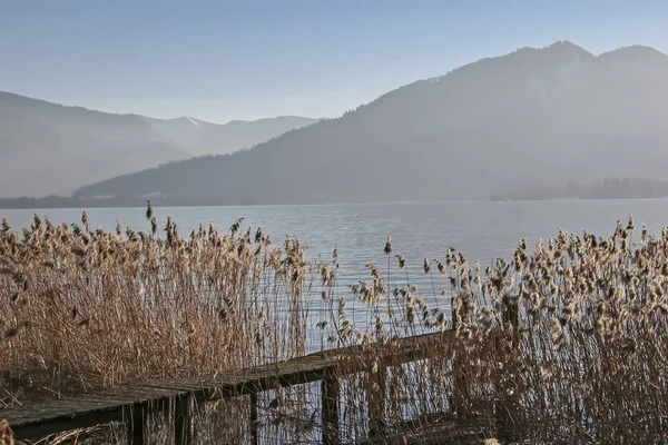 Reed bank på sjön Tegernsee — Stockfoto