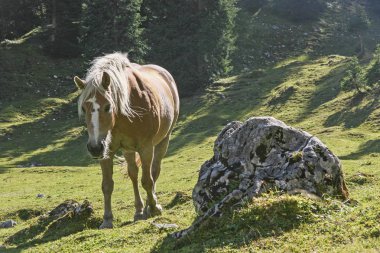 Arka ışık Haflinger