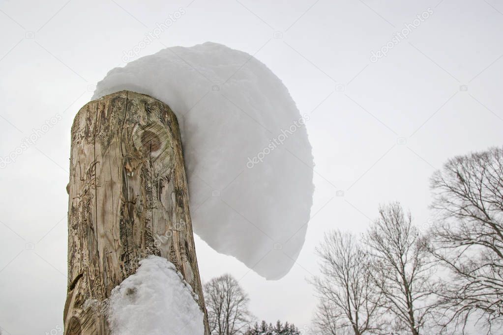 Curiosity - Tree stump with snow cap