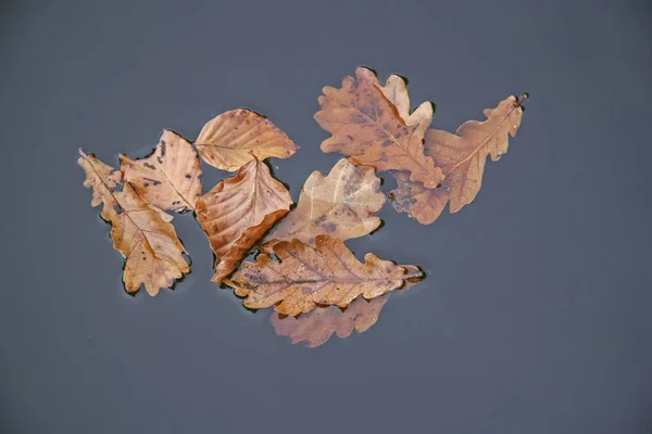Jesienne liście w wodzie — Zdjęcie stockowe