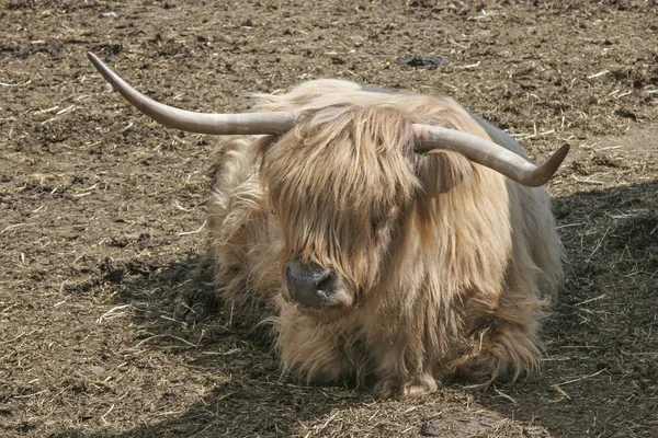 Retrato de un ganado escocés de las Highlands — Foto de Stock