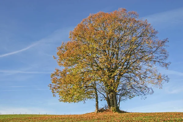 Árvore solitária outono — Fotografia de Stock