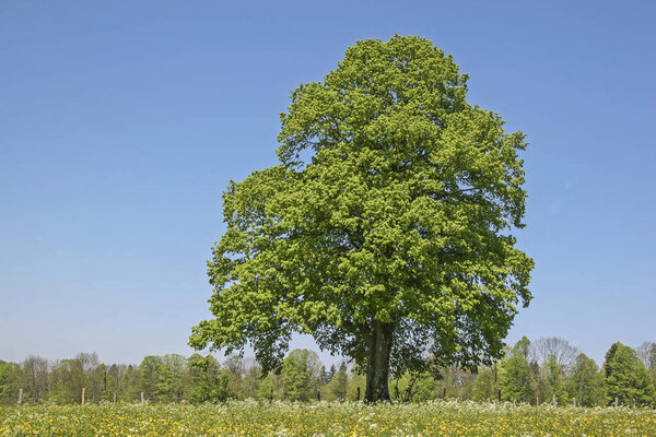 deciduous tree in summer