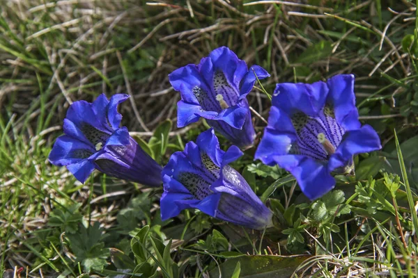 Genziana senza gambo blu — Foto Stock