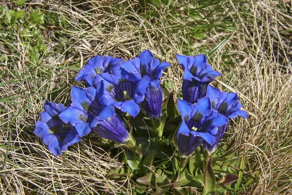 Genciana azul stemless — Fotografia de Stock