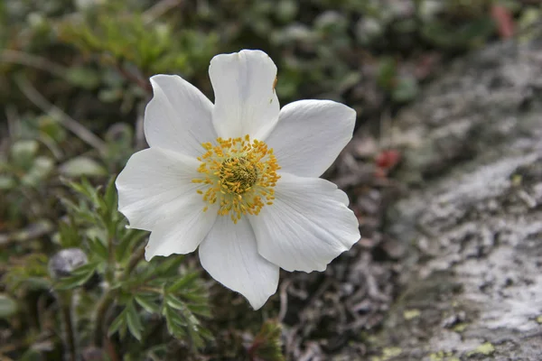 White pulsatilla alpina — 图库照片