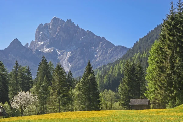 Prado de dente de leão no Tirol do Sul — Fotografia de Stock