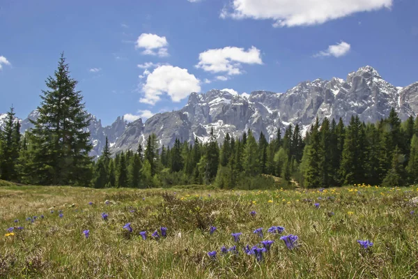 Dolomites'in bataklıkta — Stok fotoğraf
