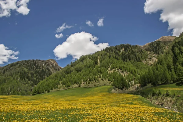 Prato di tarassaco in Alto Adige — Foto Stock