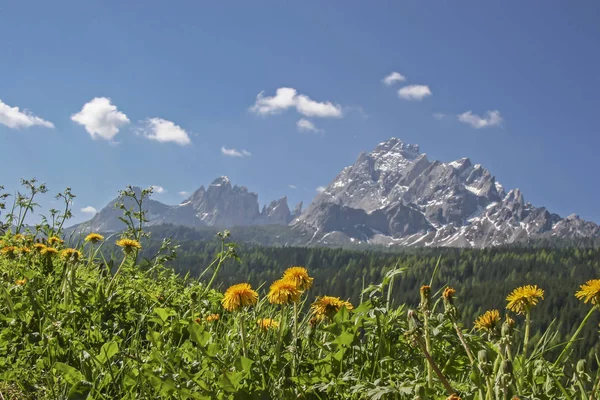 South Tyrol karahindiba çayır