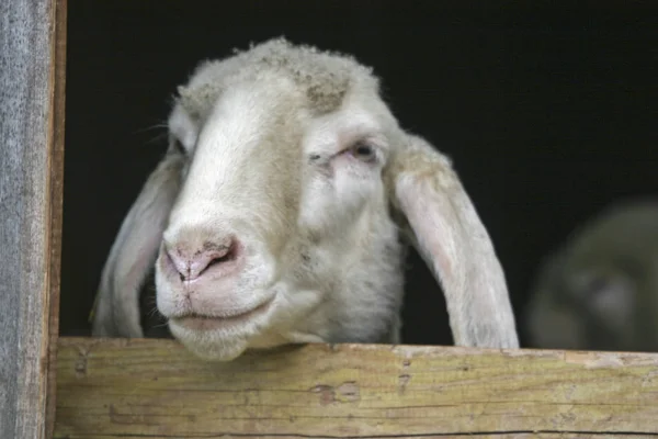 Meraklı bir koyun başkanı — Stok fotoğraf