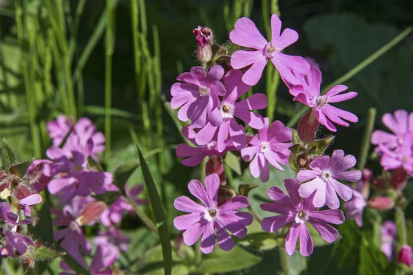 Red Silene dioica — Stock Photo, Image