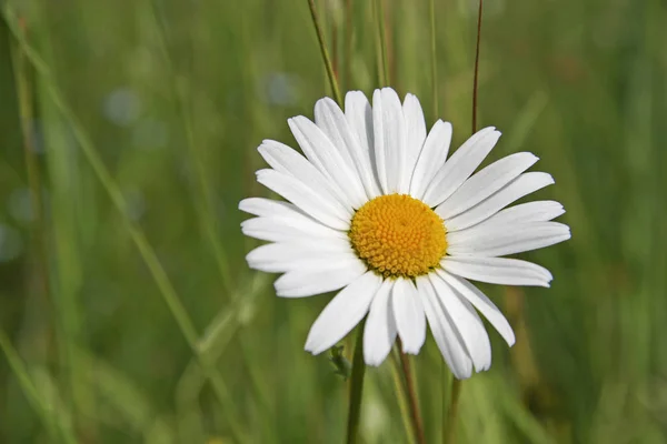 Blomma av en margerite — Stockfoto