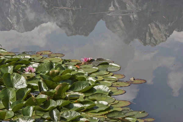 Na staw z liliami wodnymi — Zdjęcie stockowe