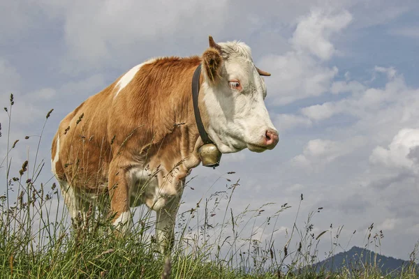 Koe op een bergweide — Stockfoto