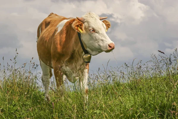 Cow on a mountain meadow — Stock Photo, Image