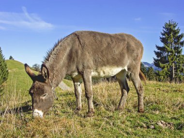 Upper Bavaria bir çayır eşek