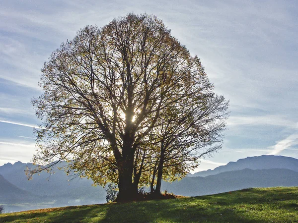 Árbol solitario de otoño —  Fotos de Stock