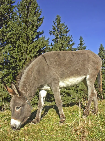 Szamár egy réten, a Felső-Bajorország — Stock Fotó