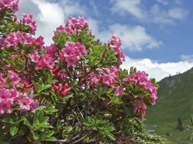 Alpine roses in the mountains clipart