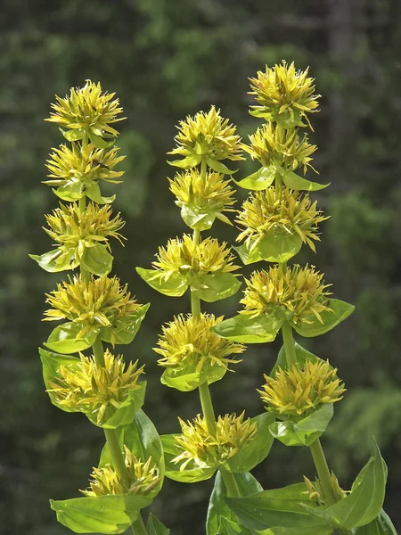 Açık o yeşil arka planda sarı yılan otu
