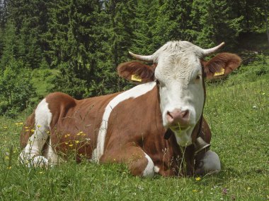 yeşil çayırdaki inek