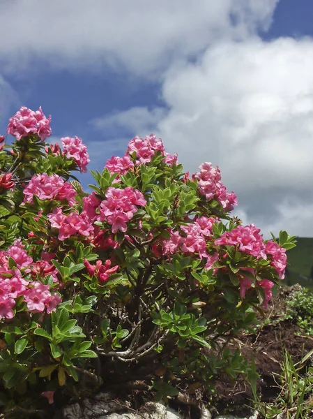 Roses alpines dans les montagnes — Photo