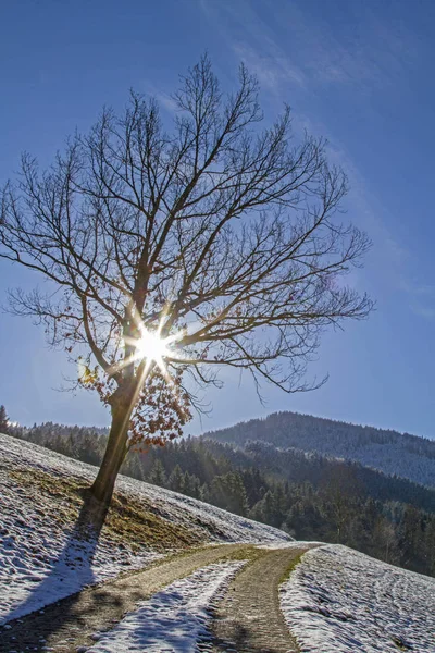 Laubbaum mit Winterlandschaft — Fotografia de Stock