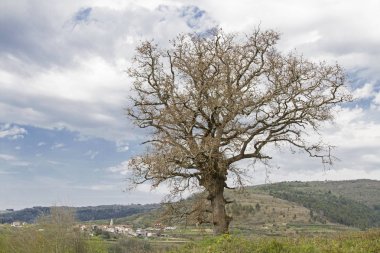 Yapraklı ağaç neari Kostanjica