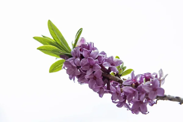 Daphne sericea våren — Stockfoto