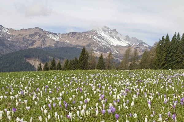 Primavera en los Alpes Cárnicos —  Fotos de Stock