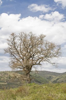 Yaprak döken ağaç bahar