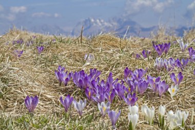Friuli Çiğdem çayır