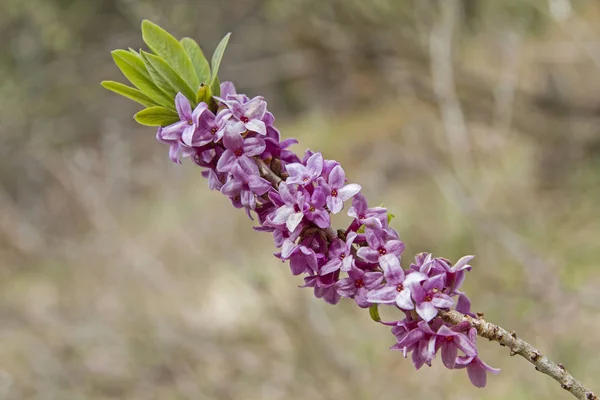 Daphne sericea im Frühling — Stockfoto