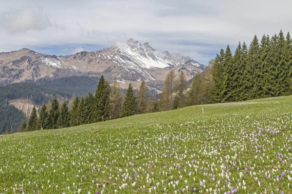 Primavera en los Alpes Cárnicos —  Fotos de Stock