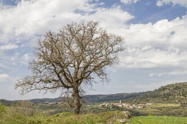 Yapraklı ağaç neari Kostanjica