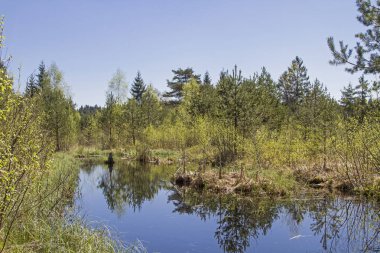 Spatenbraeufilze sularda demirlemek