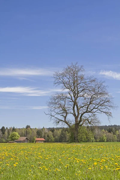 Spring meadow in Upper Bavaria — Stock Photo, Image