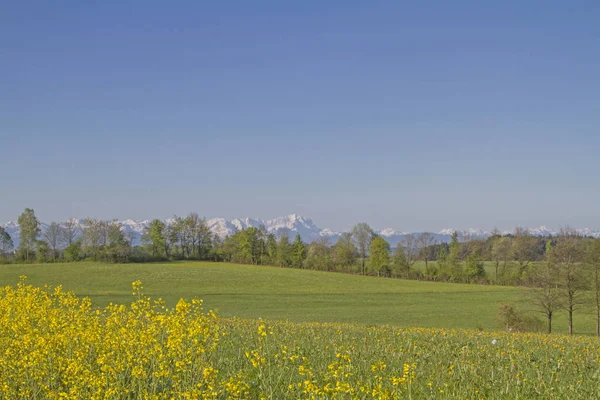 Campo de estupro na frente da montanha Zugspitze — Fotografia de Stock
