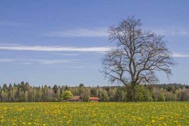 Upper Bavaria bahar çayır