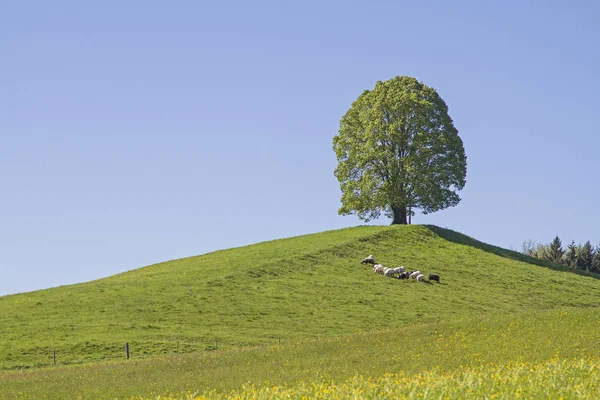 Arbre à feuilles caduques sur la montagne Veigl — Photo