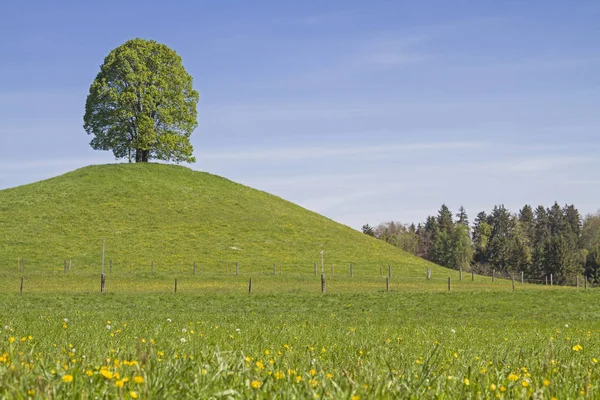 Albero deciduo sul monte Veigl — Foto Stock