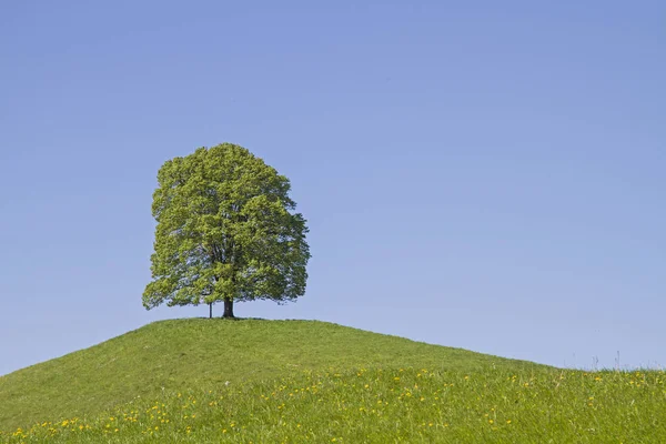 Árvore caduca na montanha Veigl — Fotografia de Stock