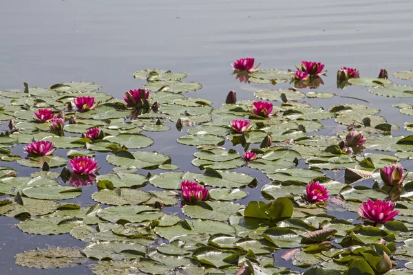 在湖水池塘开花 — 图库照片